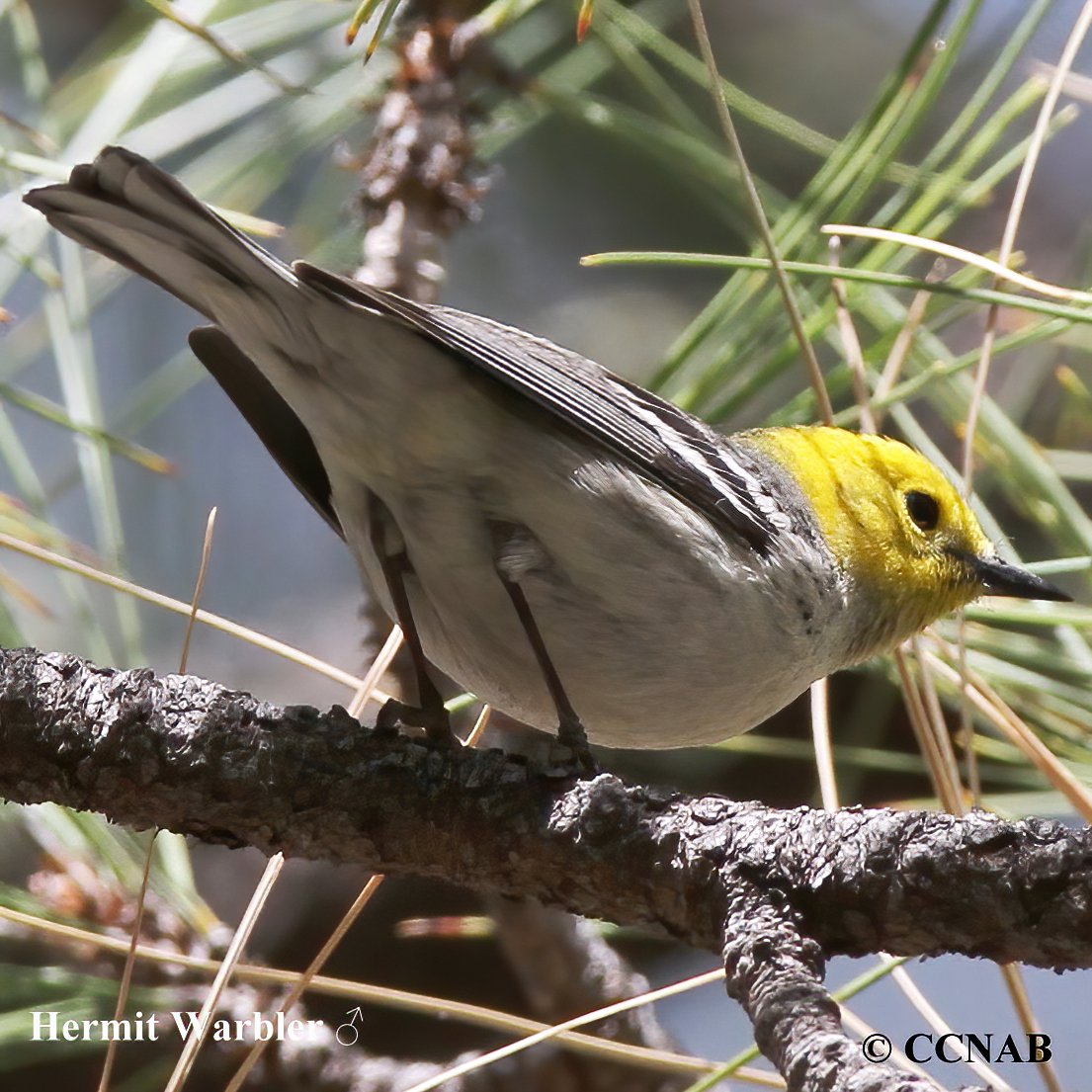 Birds of North America