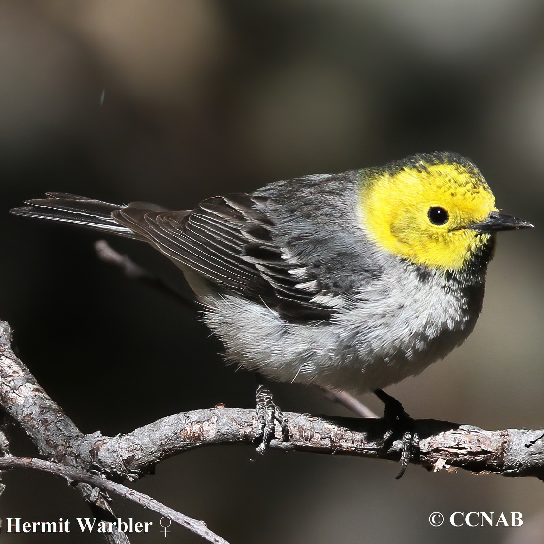 Hermit Warbler (Setophaga Occidentalis) - North American Birds - Birds ...