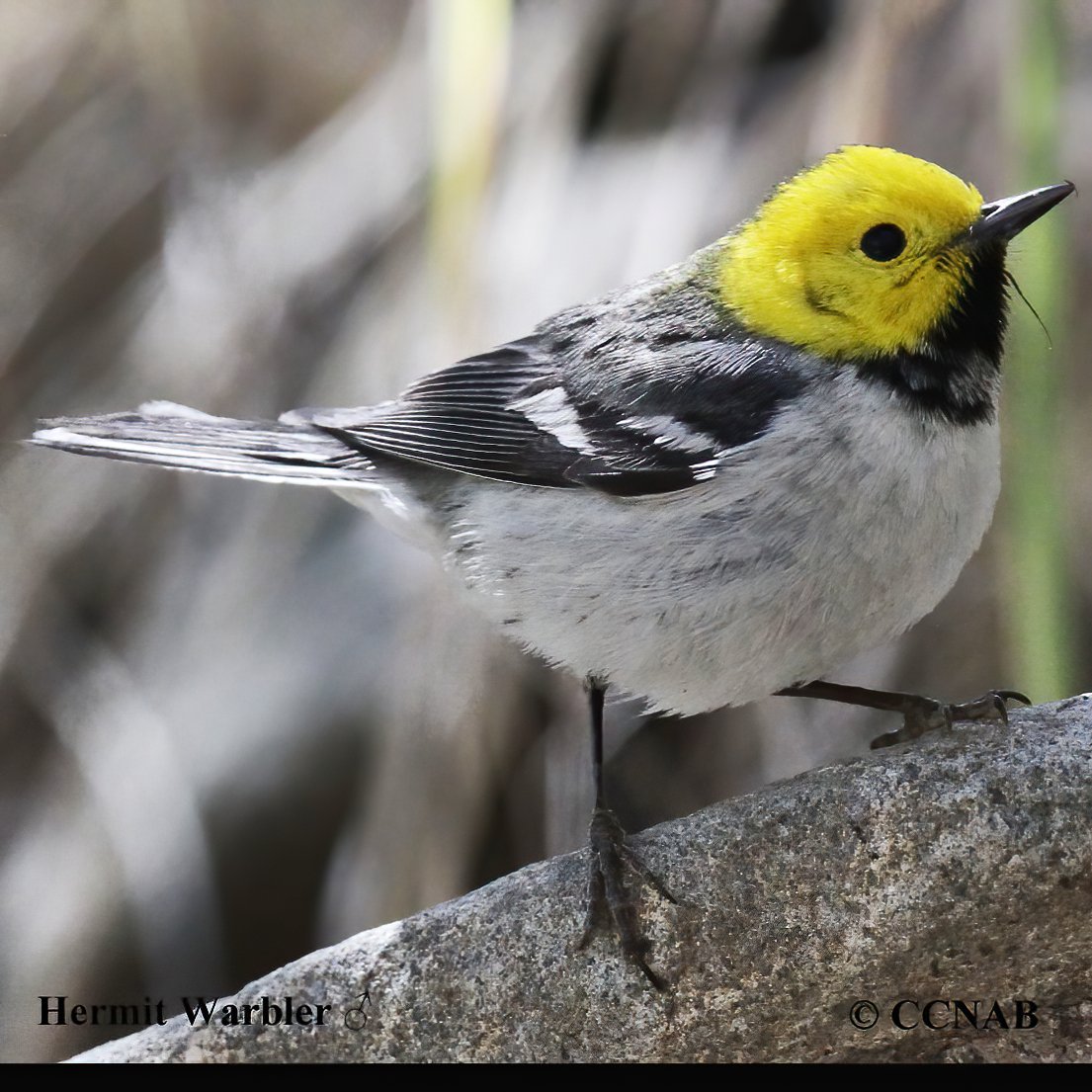 Birds of North America