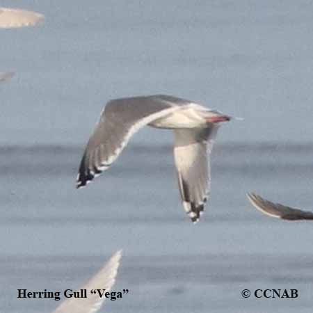 North American Gulls