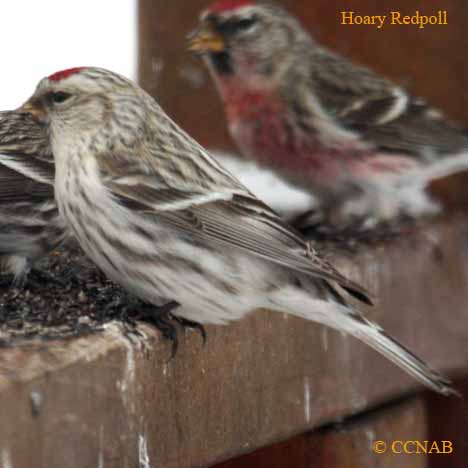 Birds of North America