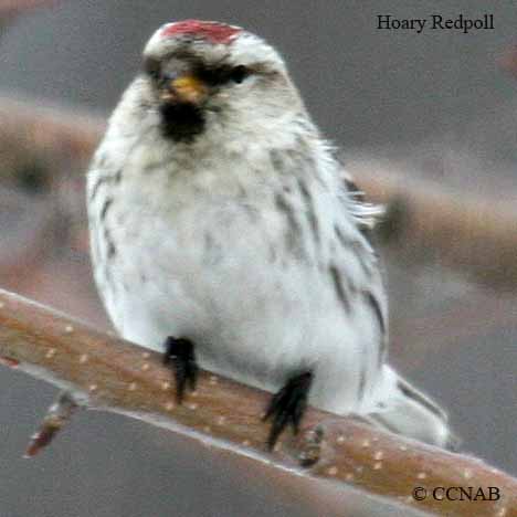 Birds of North America