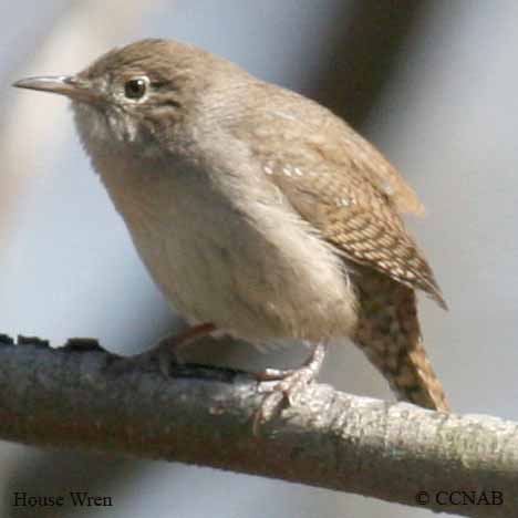 Birds of North America