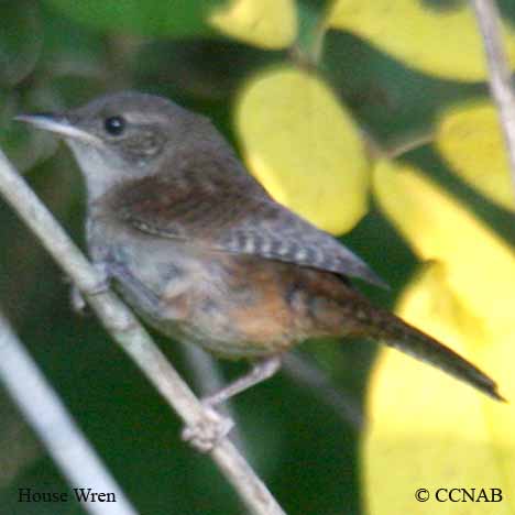 Birds of North America