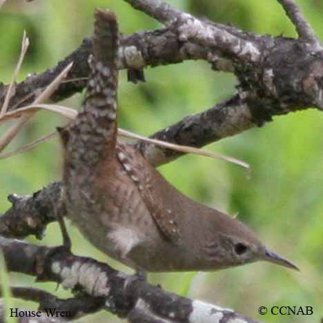 Birds of North America