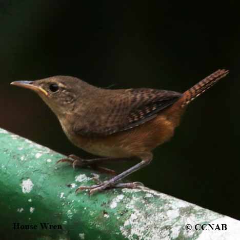 Birds of North America