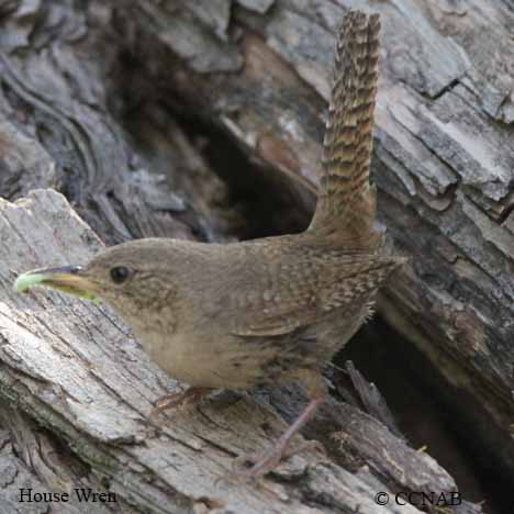 Birds of North America