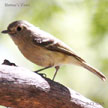 Hutton's Vireo songs and calls