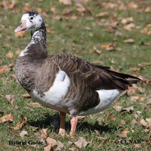 Hybrid Goose