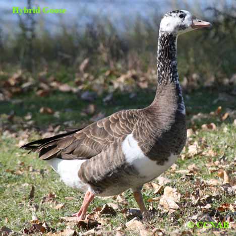 Hybrid Goose