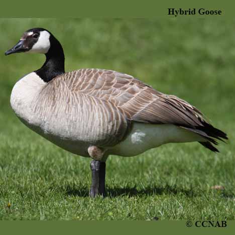 Hybrid Goose