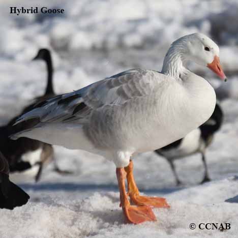 Hybrid Goose