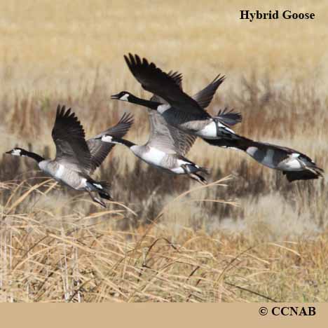 Hybrid Geese - North American Hybrid Geese - Birds of North America