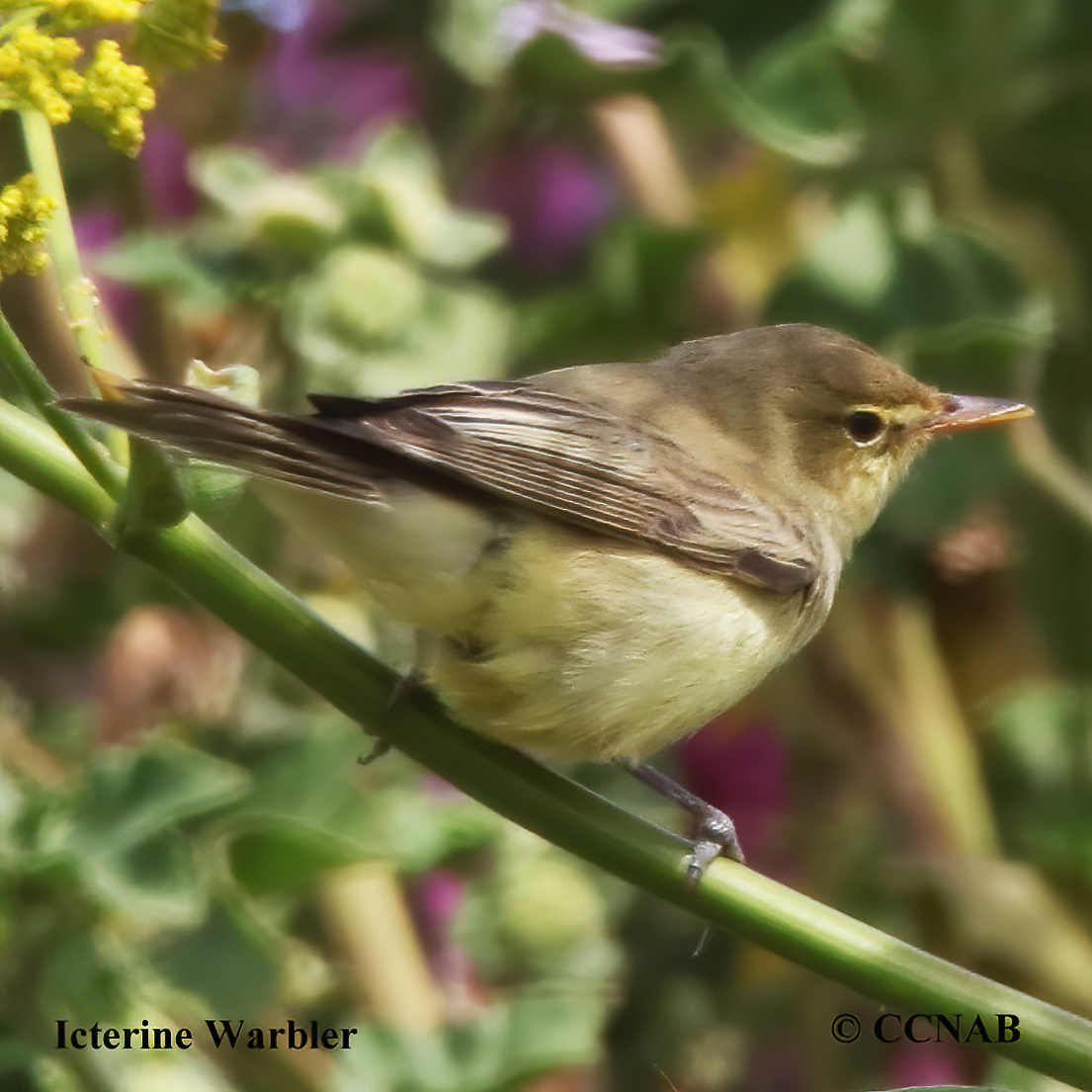 Birds of North America