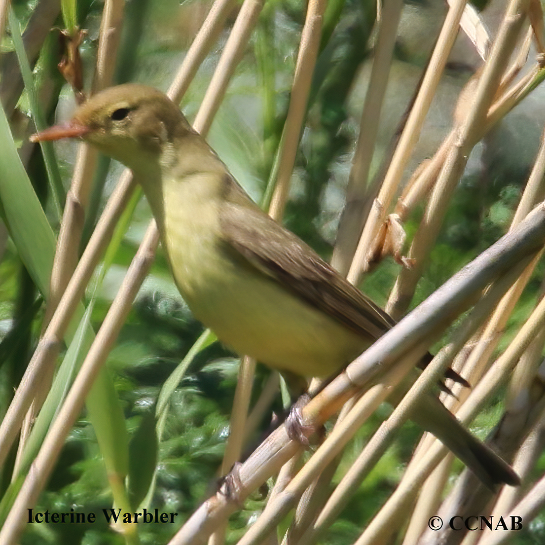 Birds of North America