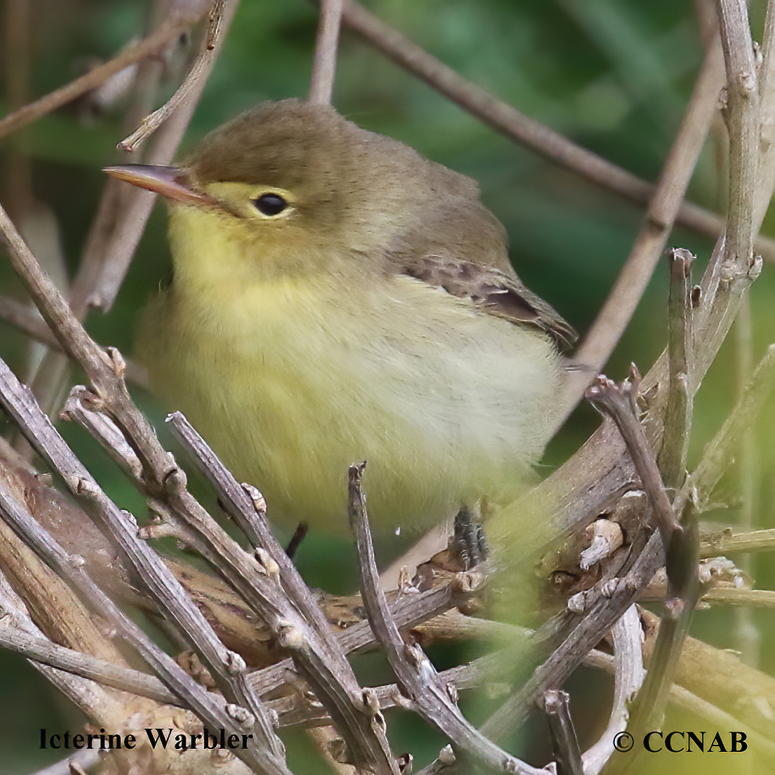 Birds of North America