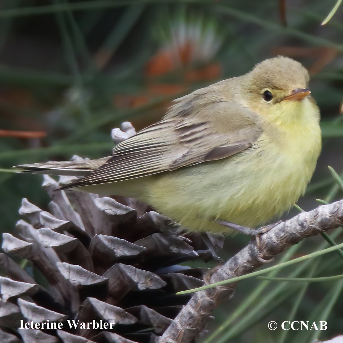 Birds of North America