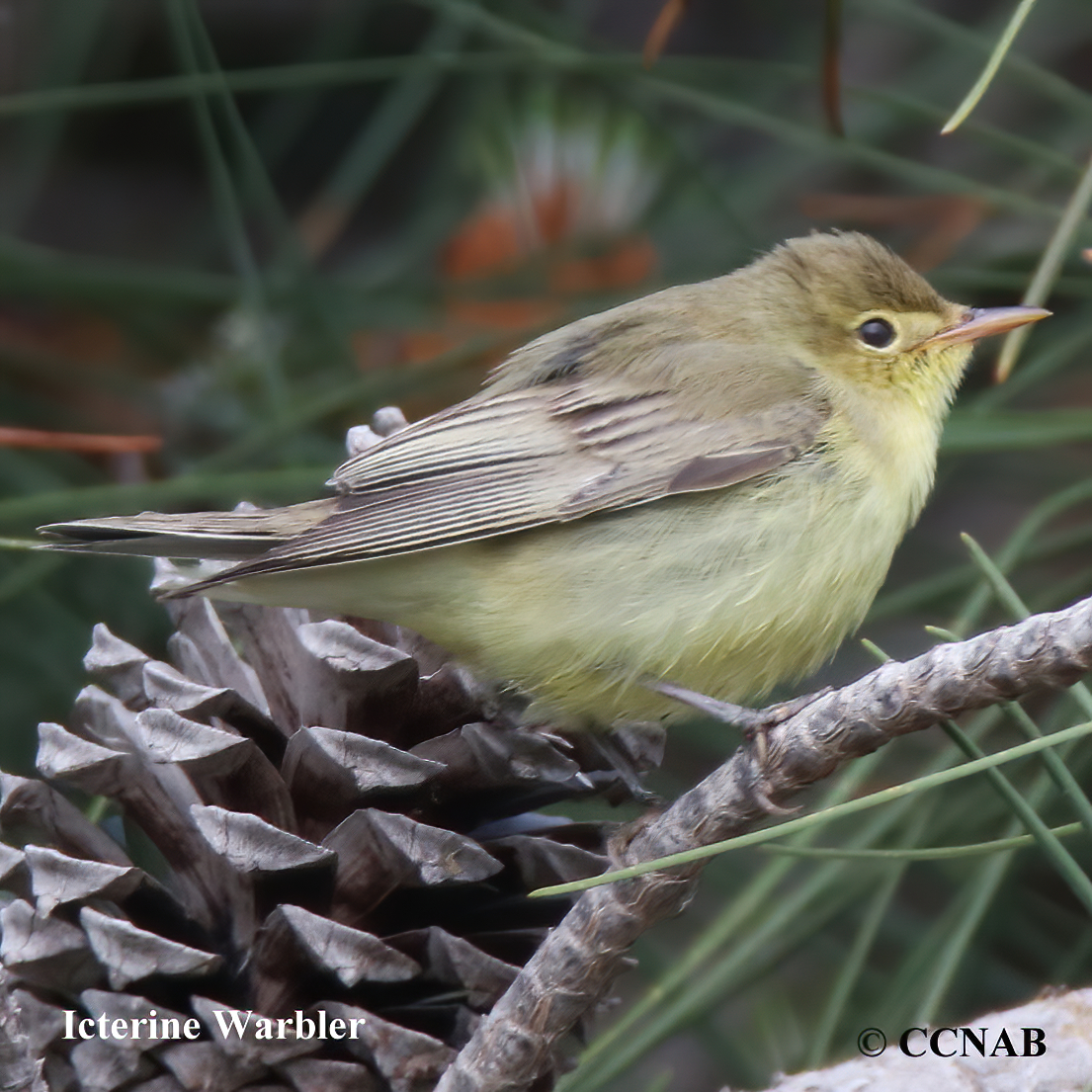 Birds of North America