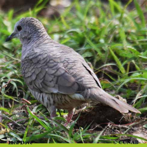 Birds of North America