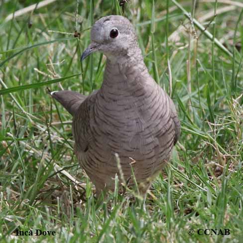 Birds of North America