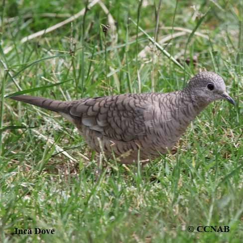 Birds of North America