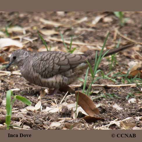 Birds of North America