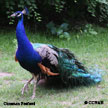 Indian Peafowl