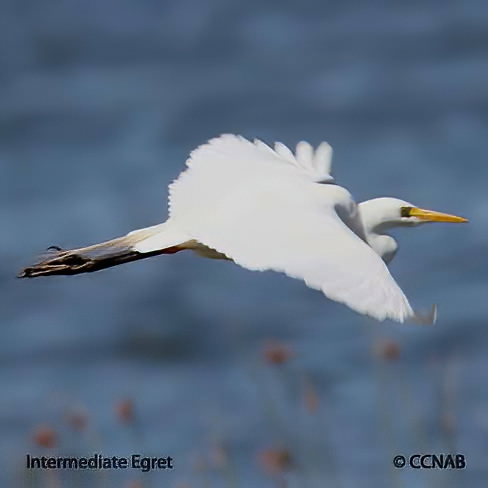 Birds of North America