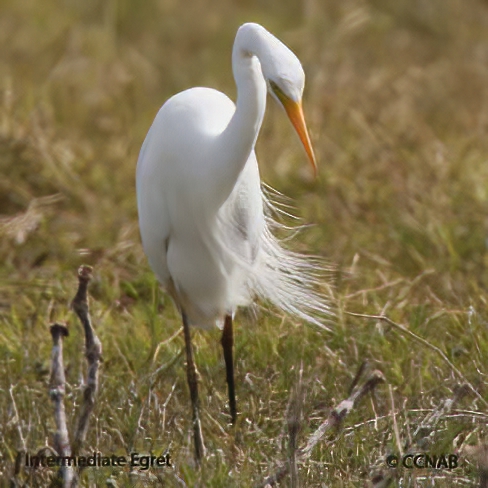 Birds of North America