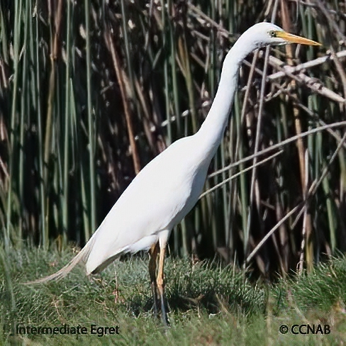 Birds of North America