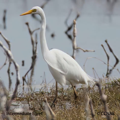 Birds of North America