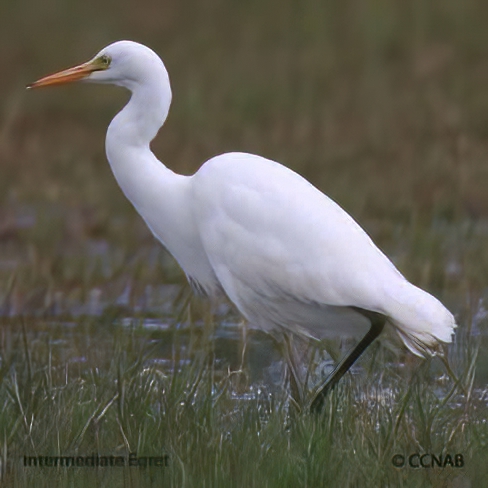 Birds of North America