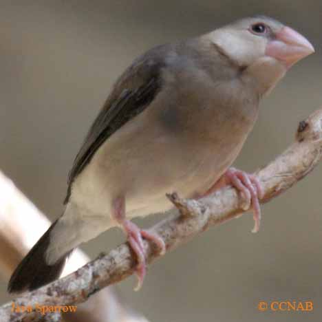 Java Sparrow