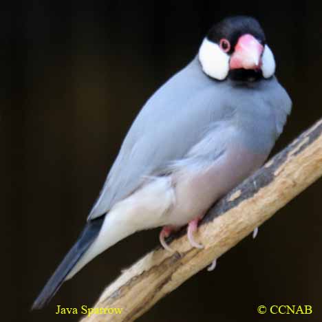 Java Sparrow