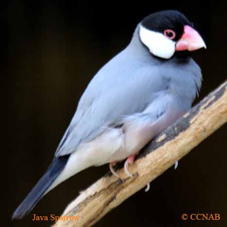 North American Birds