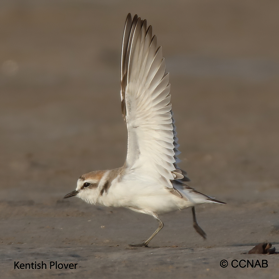 Birds of North America