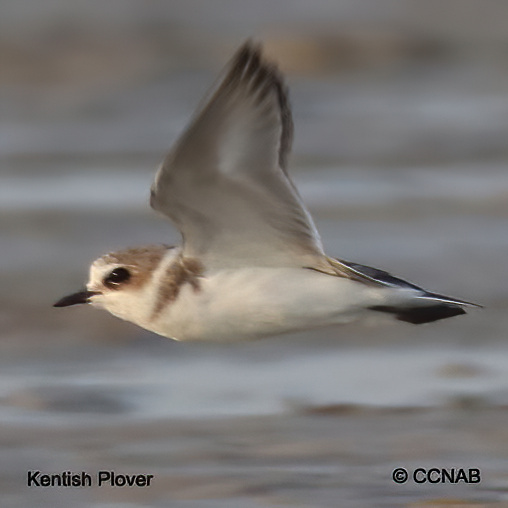 Birds of North America