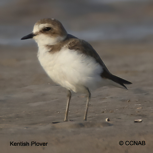 Birds of North America