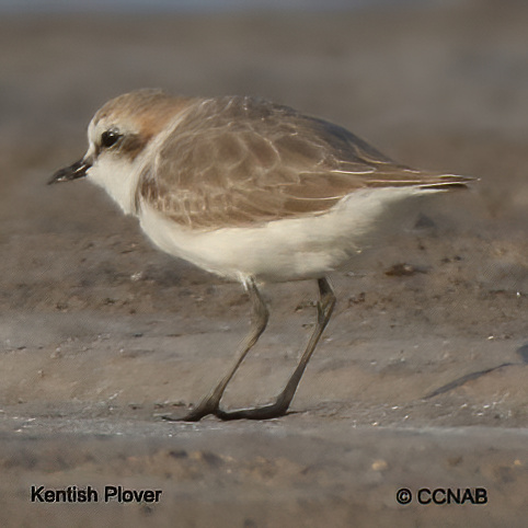 Birds of North America