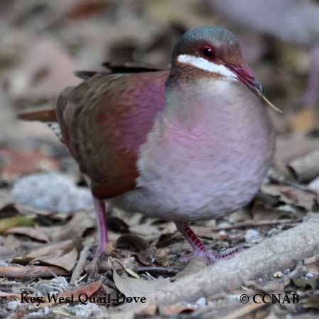 Birds of North America