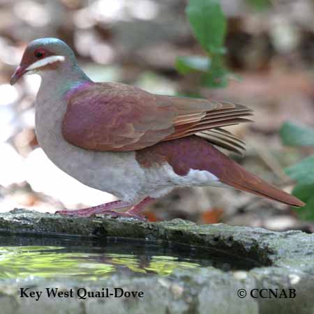 Birds of North America