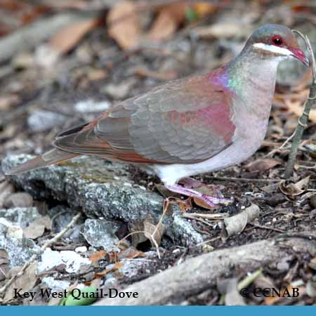 Birds of North America