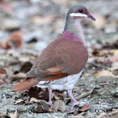 Birds of North America