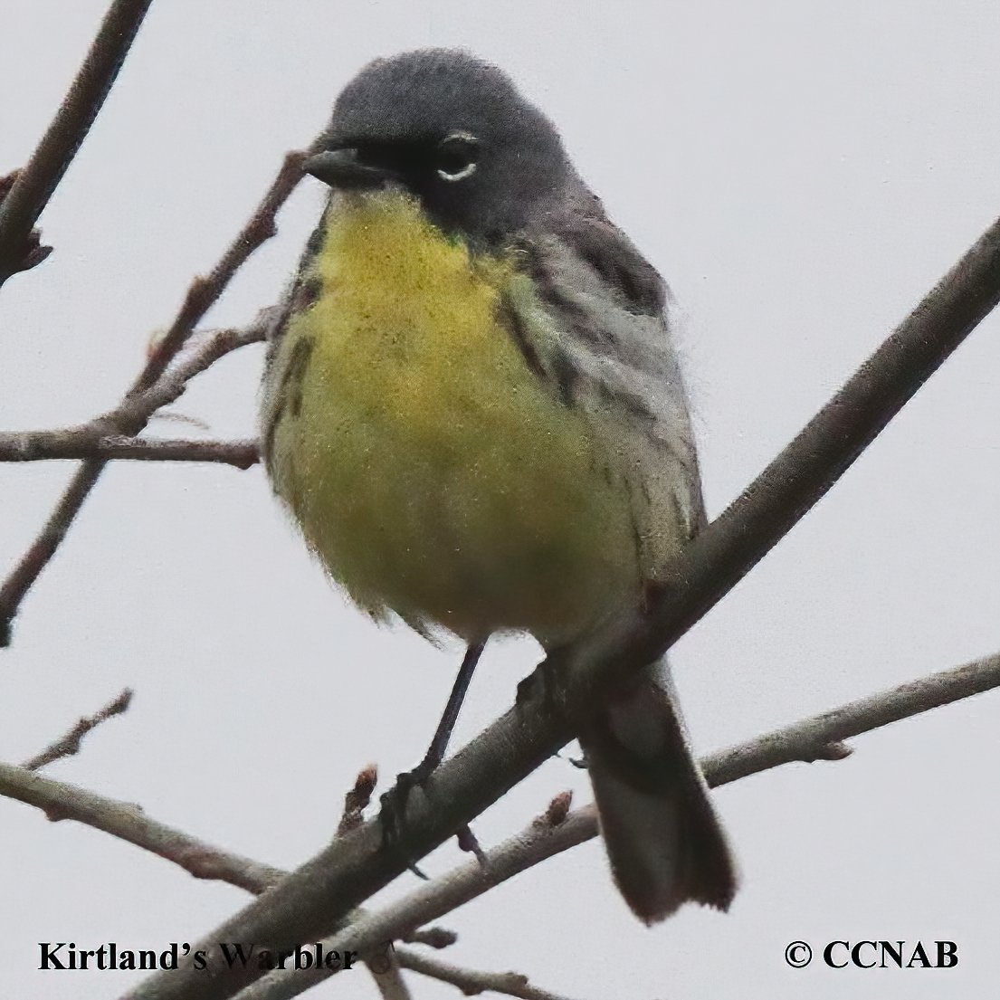 Birds of North America