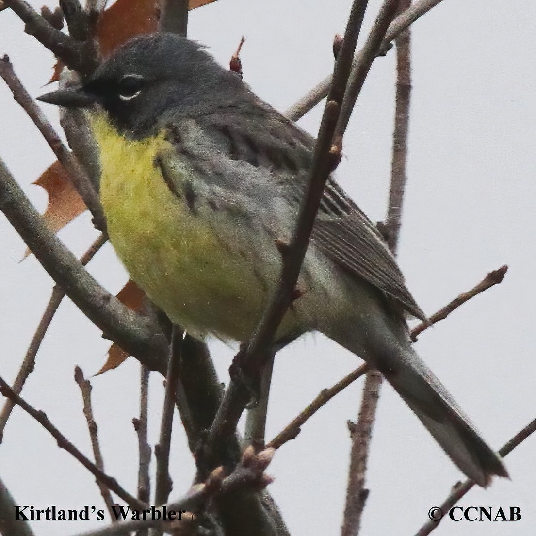 Birds of North America