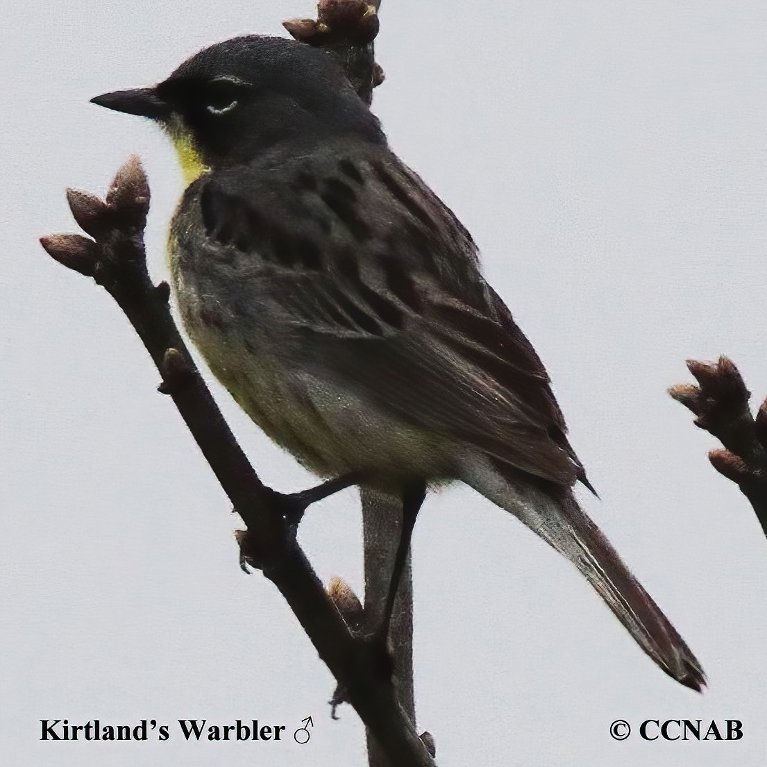 Birds of North America