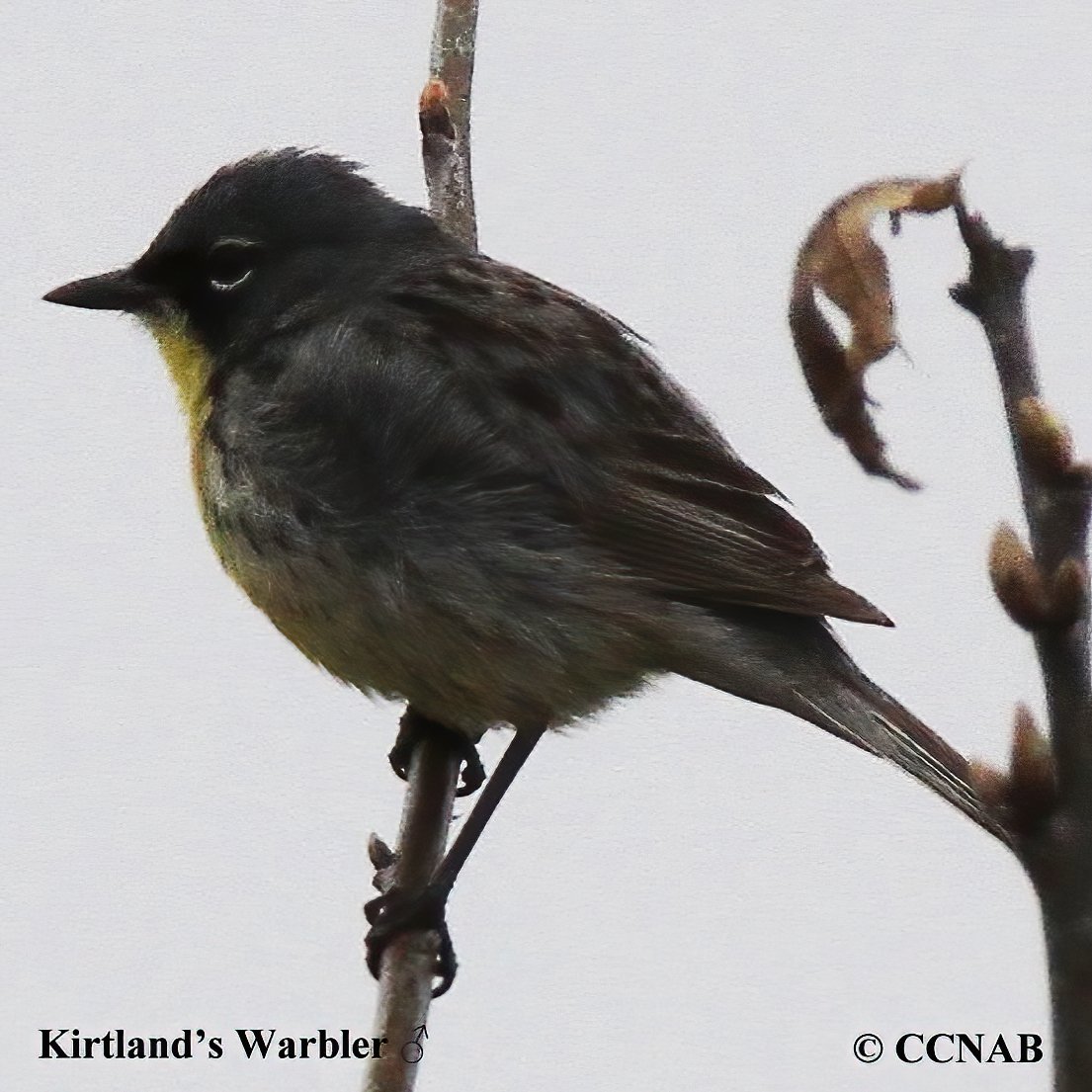 Birds of North America