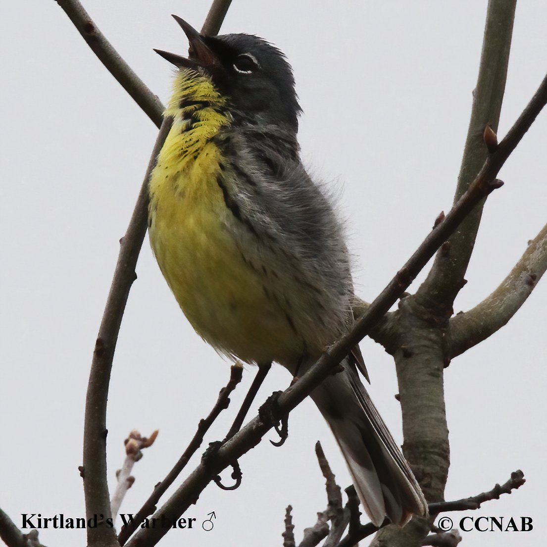 Birds of North America