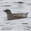 Kittlitz's Murrelet