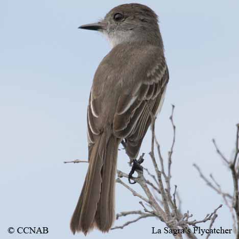 Birds of North America